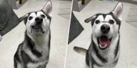 A husky with lopsided ears and a slightly lopsided face grins at the camera