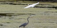 A great egret flies above a great blue heron in a wetland inside the Detroit River International Wildlife Refuge on Oct. 7, 2022, in Trenton, Mich. Congress on Wednesday, March 29, 2023, approved a resolution to overturn the Biden administration’s protections for the nation’s waterways that Republicans have criticized as a burden on business, advancing a measure that President Joe Biden has promised to veto.