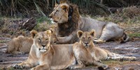 Herders in Kenya kill 10 lions, including Loonkiito, one of the country’s oldest

