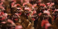 Chickens are kept indoors due to Avian Flu in Lancashire, England, on Feb. 23, 2023. 