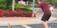 41-year-old Casey Rivara helps a family of ducks cross a road in Rocklin, Calif.  on Thursday. May 18, 2023.