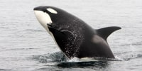 Killer whales, transient type. Breaching.Orcinus orca.Photographed in Monterey Bay, Pacific Ocean, California, USA. 