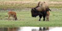 A baby bison grazes as another gets some liquid refreshment from mom near Beaver Lake at Yellowstone Park, Wyo., May 9, 2006. Montana wildlife officials are proposing to double the number of hunting licenses, to 100, in the second winter of Montana's hunt of bison that leave Yellowstone National Park, an official with the state wildlife agency said Thursday, May 25, 2006.