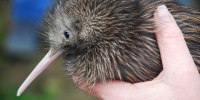 MIAMI ZOO SORRY FOR KIWI BIRD OUTRAGE