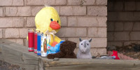 A makeshift memorial for a 6-year-old child who died of starvation in Flagstaff, Ariz., in 2020.
