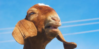 brown goat bleating on blue sky