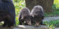 Sloth Bear Cubs at Philadelphia Zoo