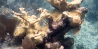 Bleaching to elkhorn coral