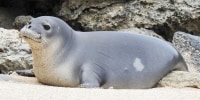Endangered Hawaiian monk seal pup RS48, also known as Ho?omau Lehua.