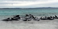 Pilot whales stranded on Cheynes Beach, Australia.