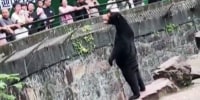 Chinese Zoo denies that bear is human in costume after social media speculation.