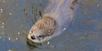 A Northern river otter in the Arizona Sonoran Desert Museum near Tucson, Arizona.