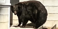 "Hank the Tank," a 500 pound female black bear captured by the California Department of Fish and Wildlife. 