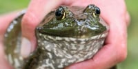 A North American female bullfrog in Germany on Aug. 9, 2023. 