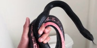 A Rattlesnake Solutions employee holds a coachwhip snake found inside a toilet in a home in Tucson, Ariz., on July 16, 2023.