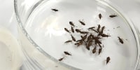 The infected “kissing bugs” sleep in the plastic container for two or three minutes.