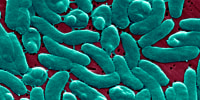 Vibrio Vulnificus