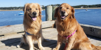 Oliver, left, and Riley in Cape Cod.