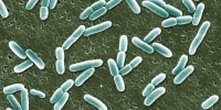 An electron micrograph scan of Escherichia Coli.