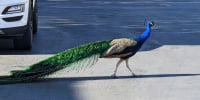 Pete, a Las Vegas neighborhood peacock.