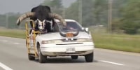 Nebraska police were in for a surprise after they got a call about a man driving through town with a “cow” in the passenger seat. Thinking it was a calf, they actually found a full sized bull, named Howdy Doody, riding shotgun with his owner who takes him to parades and fairs around the state.