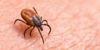 A deer tick.