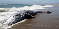 A dead Gray Whale sits on the beach at Limantour Beach  in Point Reyes Station.