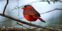 A Northern Cardinal in Florida.