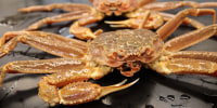 The Bering Sea snow crab.