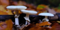 Three white death cap mushrooms.