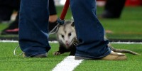 An opossum is detained by animal control during a Texas Tech game
