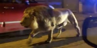 Image: Italy: A lion escapes from a circus and goes for a walk on a street of Ladispoli. 