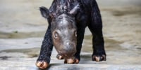 Image: A newly born Sumatran rhino calf walks in its enclosure at Sumatran Rhino Sanctuary 