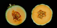 Two halves of cantaloupe melon.