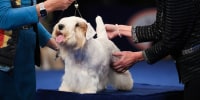 The National Dog Show Presented by Purina - Season 22