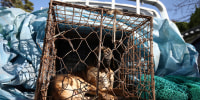 A dog looks out from a cage as police officers block a dog farmer protest, demanding the government scrap plans to pass a bill to enforce a ban on the consumption of dog meat, near the Presidential office on Nov. 30, 2023 in Seoul, South Korea.