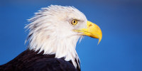 Close-up of a bald eagle