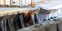A loose bull caused chaos and delays for N.J. Transit riders after running on the tracks. Onlookers called the scene “crazy” and described the moment officials captured the animal.
