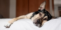 domestic dog resting on the bed in the room