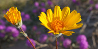 nature california wildflowers