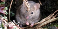 A house mouse