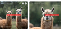 Side by side images of pairs of AI generated Llamas, one cropped