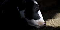 A dairy cow