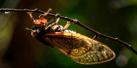 A Brood X cicada