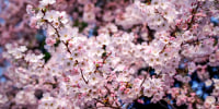 Cherry Blossoms Bloom Around DC Tidal Basin