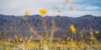 Wildflowers bloom in Panamint Springs in Death Valley National Park on Nov. 10, 2023. 