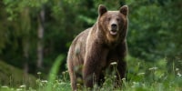 Large Carpathian brown bear portrait in the woods Europe Romania.