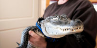 Joie Henney holds up his emotional support alligator.