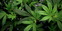 Cannabis leaves.
