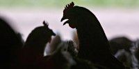 Chickens at a farm in Illinois.